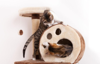 Sleep and play zone: More than just a scratching post: modern playgrounds for active cats