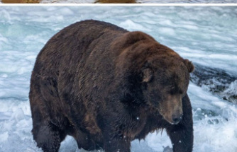 Animals: "Jumbo Jet" 747 still in the running in "Fat Bear" elections