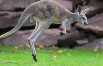 Animals: Dresden Zoo has a new facility for red kangaroos