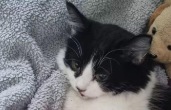 UK: Little cat survives dramatic fall: Oreo fell from fourth floor