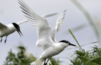 Animals: Sandwich Tern is Seabird of the Year 2023