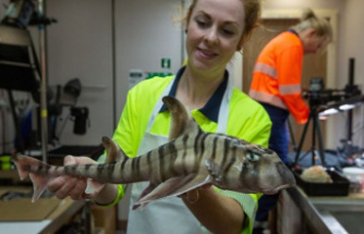 Wildlife: Previously unknown shark species discovered off Australia