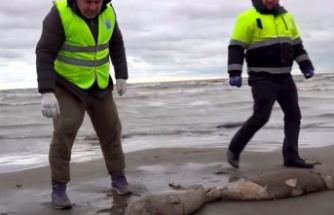 Endangered species: Mass extinction at the Caspian Sea: 2500 seals died