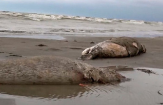 Environment: Around 2500 dead Caspian seals found in Russia