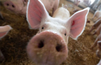 Farmer's President: Wagner complains about the enormous decline in pigs and cows